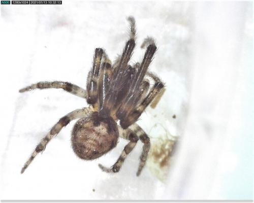 Zygiella x-notata